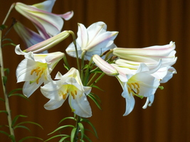 Foto: Dr. Peter Müller